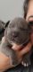 American Bully Puppies for sale in San Tan Valley, AZ, USA. price: NA