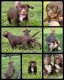 American Bully Puppies for sale in Dittmer, MO, USA. price: NA