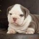 American Bully Puppies for sale in Holland, MI 49423, USA. price: $6,000
