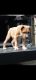 American Bully Puppies for sale in McDonough, GA, USA. price: $1,500