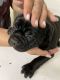 American Bully Puppies for sale in Oceanside, CA, USA. price: NA