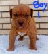 American Bully Puppies for sale in Orem, UT, USA. price: NA
