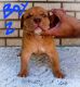 American Bully Puppies for sale in Orem, UT, USA. price: $1,650
