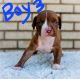 American Bully Puppies for sale in Orem, UT, USA. price: $1,800