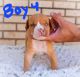 American Bully Puppies for sale in Orem, UT, USA. price: $1,000