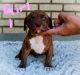 American Bully Puppies for sale in Orem, UT, USA. price: $1,800