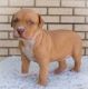 American Bully Puppies for sale in Orem, UT, USA. price: $1,650