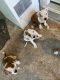 American Bully Puppies for sale in Gibbstown, Greenwich Township, NJ 08027, USA. price: $500