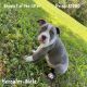 American Bully Puppies for sale in Greensboro, NC, USA. price: $800