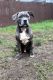 American Bully Puppies for sale in Euclid, OH, USA. price: NA