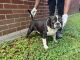 American Bully Puppies for sale in Adrian, MI 49221, USA. price: $2,500