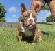 American Bully Puppies for sale in Portland, OR, USA. price: $5,000