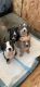 American Bully Puppies for sale in Springville, UT 84663, USA. price: NA