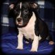 American Bully Puppies for sale in Charlestown, RI, USA. price: $1,000