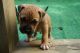 American Bully Puppies for sale in Wilmington, DE, USA. price: $2,000