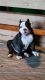 American Bully Puppies for sale in Victorville, CA, USA. price: NA