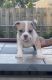 American Bully Puppies for sale in Elyria, OH 44035, USA. price: $2,000