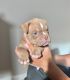 American Bully Puppies for sale in Richmond, CA 94804, USA. price: $2,400