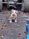 American Bully Puppies for sale in North County, MO 63137, USA. price: NA