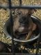 American Bully Puppies for sale in Philadelphia, PA, USA. price: $300