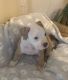 American Bully Puppies for sale in Charlotte, NC, USA. price: $1,000