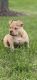 American Bully Puppies for sale in Waukegan, IL, USA. price: NA