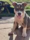 American Bully Puppies for sale in Murrieta, CA, USA. price: $750