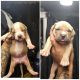 American Bully Puppies for sale in Salem, OR, USA. price: $10,001,500