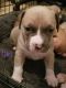 American Bully Puppies for sale in 2637 Taylorsville Rd, Lenoir, NC 28645, USA. price: $500