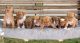 American Bully Puppies for sale in Orem, UT, USA. price: $1,500