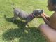 American Bully Puppies for sale in 5401 Old National Hwy, College Park, GA 30349, USA. price: NA