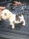 American Bully Puppies for sale in Waco, TX, USA. price: $3,500