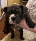 American Bully Puppies for sale in McKinney, TX, USA. price: $5,500