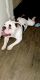 American Bully Puppies for sale in Chesterfield, VA, USA. price: $900