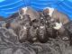 American Bully Puppies for sale in Florence, SC, USA. price: $2,000