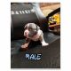 American Bully Puppies for sale in Marietta, OH 45750, USA. price: $1,300