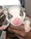 American Bully Puppies for sale in Richmond, VA, USA. price: NA