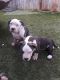American Bully Puppies for sale in Riverside, CA 92504, USA. price: NA