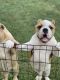 American Bully Puppies for sale in Durham, NC 27704, USA. price: $3,500
