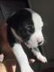 American Bully Puppies for sale in N 91st Ave & W Olive Ave, Peoria, AZ 85345, USA. price: NA