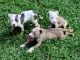 American Bully Puppies for sale in Salisbury, NC 28144, USA. price: NA