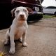 American Bully Puppies for sale in 92-1032 Makakilo Dr, Kapolei, HI 96707, USA. price: NA