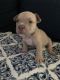 American Bully Puppies for sale in Visalia, CA 93291, USA. price: NA