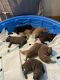 American Bully Puppies for sale in Rockford, IL, USA. price: $1,000