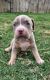 American Bully Puppies for sale in San Antonio, TX 78233, USA. price: $2,500