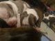 American Bully Puppies for sale in Gaffney, SC, USA. price: $400