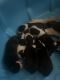 American Bully Puppies for sale in Lancaster, CA, USA. price: $500