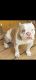 American Bully Puppies for sale in Waianae, HI 96792, USA. price: NA