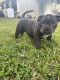 American Bully Puppies for sale in Miami Gardens, FL 33015, USA. price: NA
