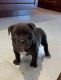 American Bully Puppies for sale in Miami Gardens, FL 33015, USA. price: NA